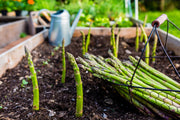 Asparagus growing in raised bed garden.
