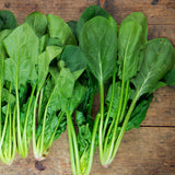 Salad Greens Seed Packet - Kit