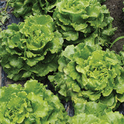 Salad Greens Seed Packet seed packet