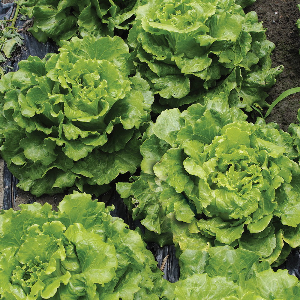 Salad Greens Seed Packet seed packet