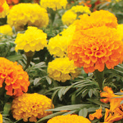 Flowers Seed Packet flower seeds