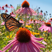 Flowers Seed Packet flower seeds