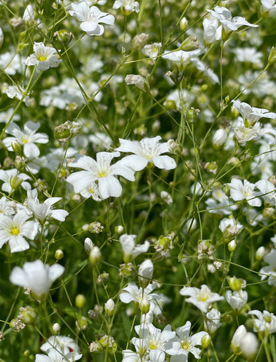 Baby's Breath flower seeds