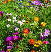A field of colorful wildflowers 