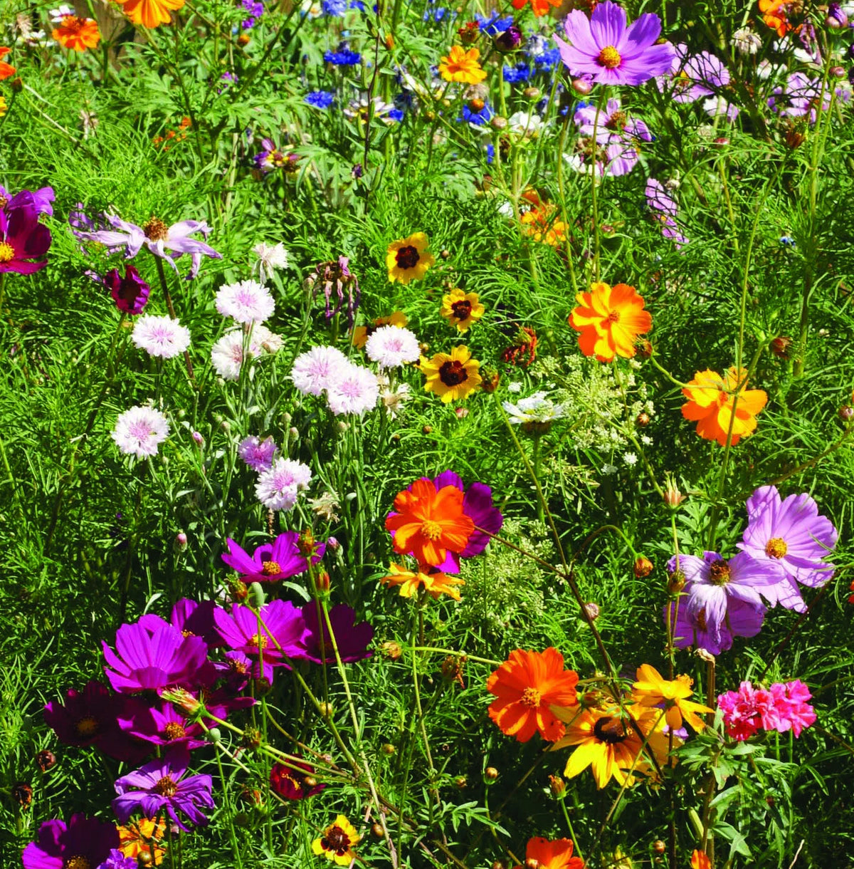 A field of colorful wildflowers 