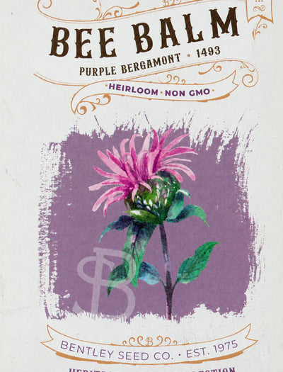 Front of heirloom Purple Bergamont Bee Balm seed packet.