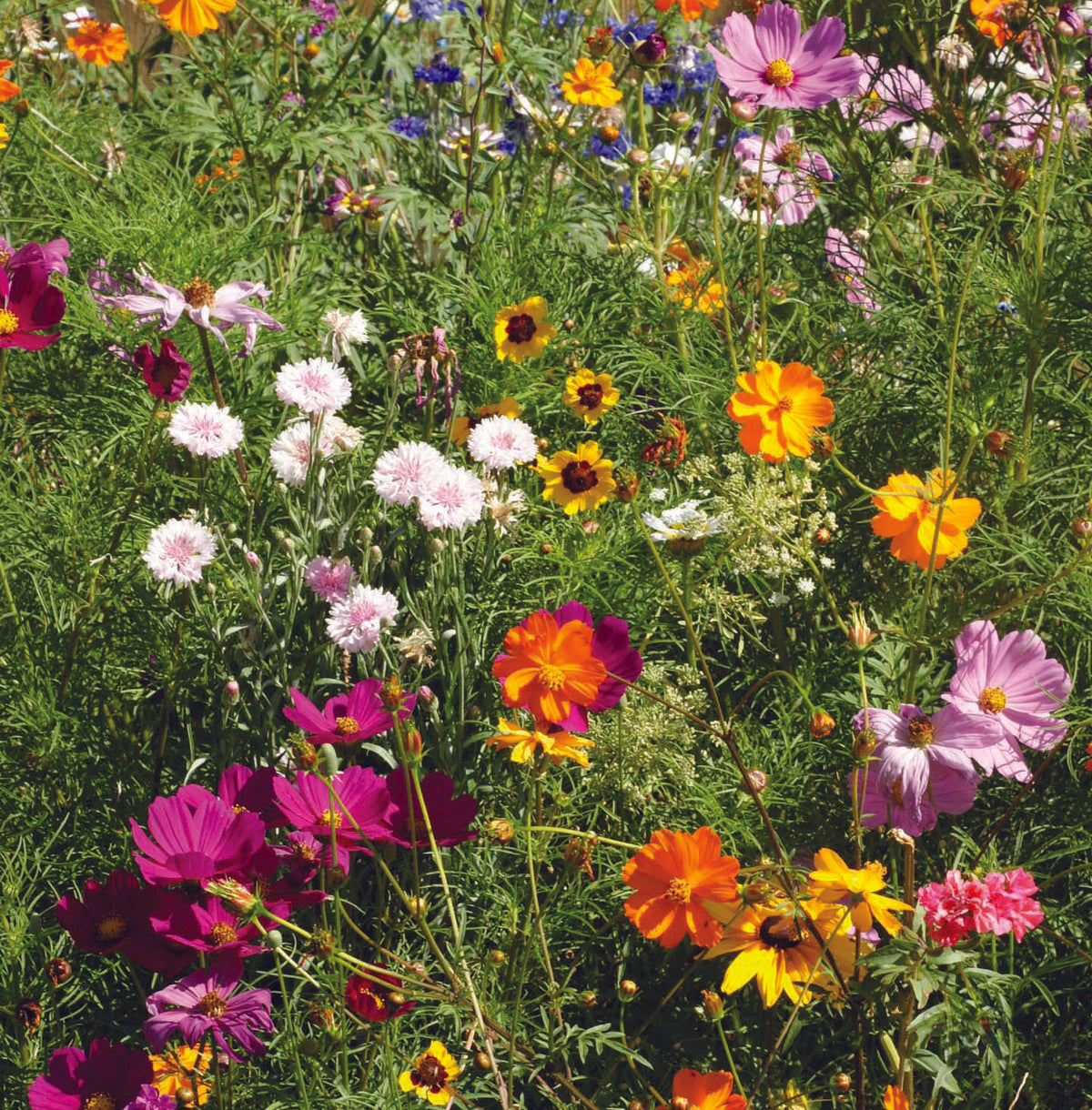 Thankful Grateful Blessed - Wildflower Mix Seed Packets - Bentley Seed