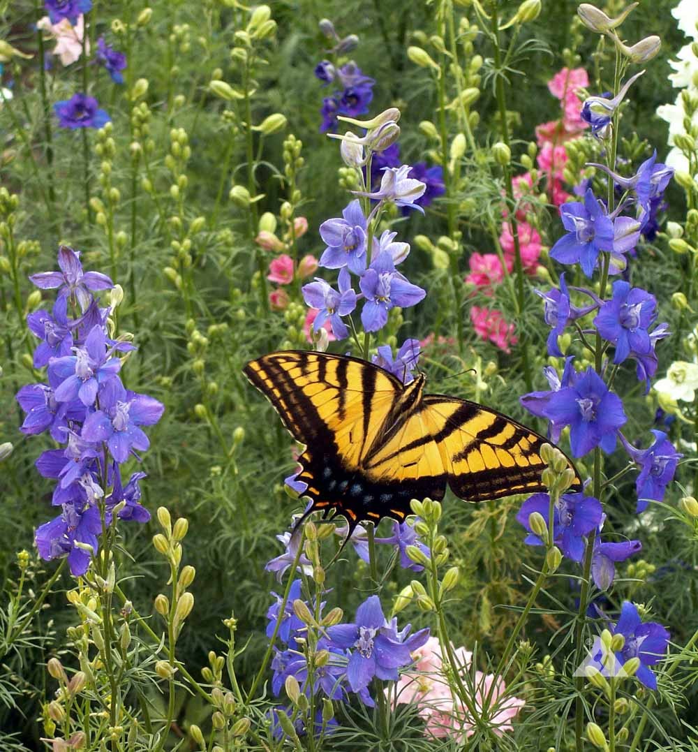 flower seeds for mother's day Happy Mother's Day Vintage - Bird & Butterfly Wildflower Mix Seed Packets