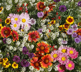 God's Masterpiece - Bird & Butterfly Wildflower Mix Seed Packets - Bentley Seed