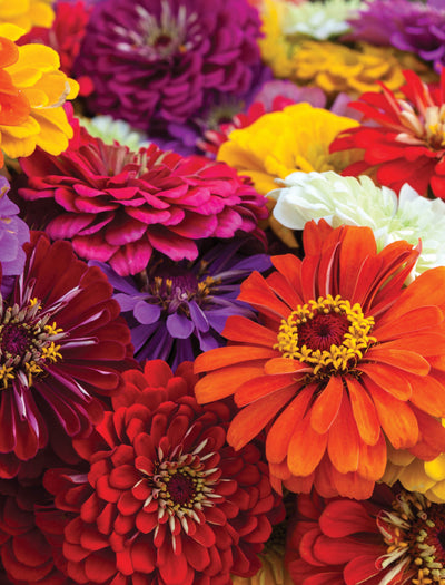 Zinnia, California Giant seed packet
