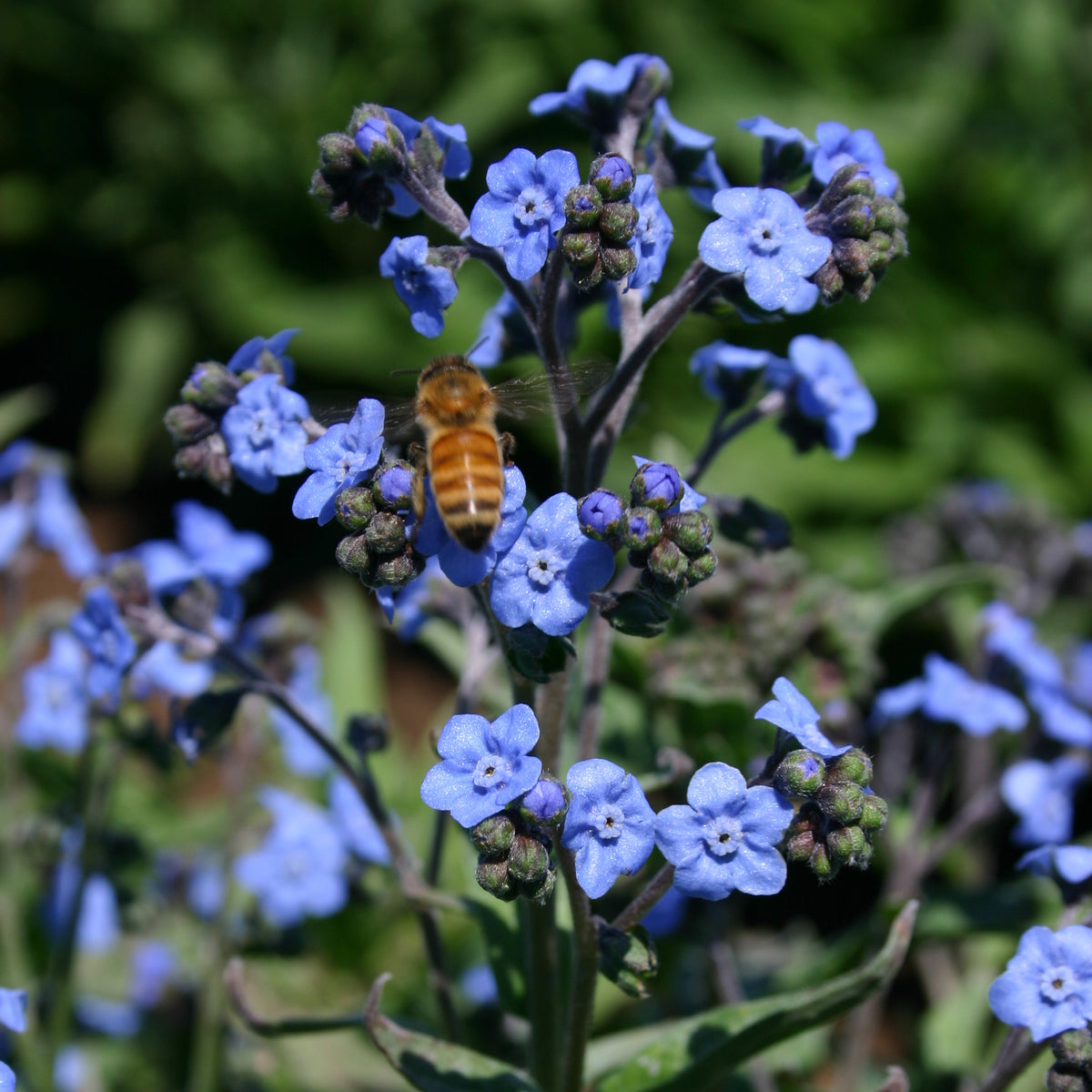 Help Us Grow Forget Me Not flower seeds