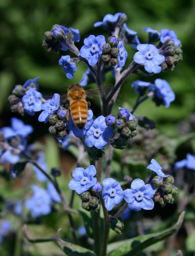 Forget Me Not garden seeds