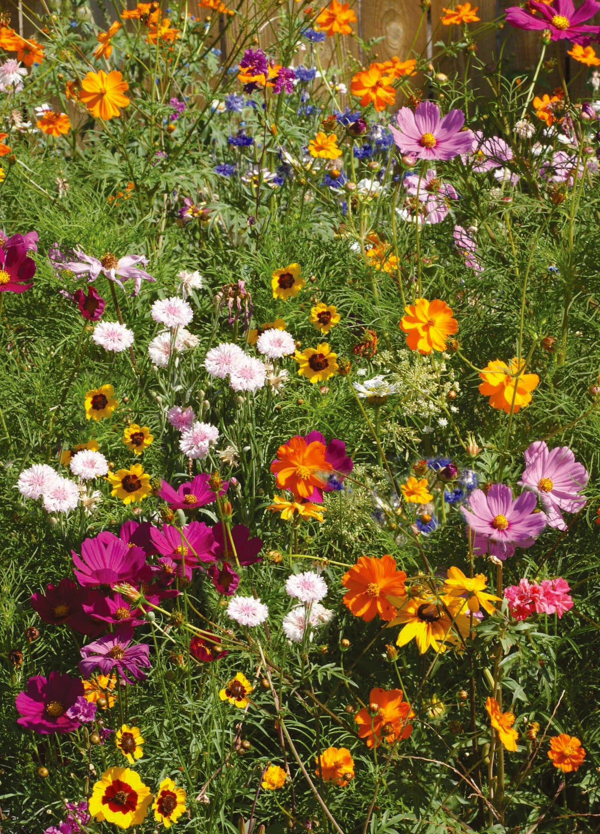 Bee Kind Help Pollinators Kraft Bee garden seeds