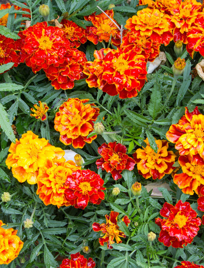 Marigold, Dwarf French seed packet