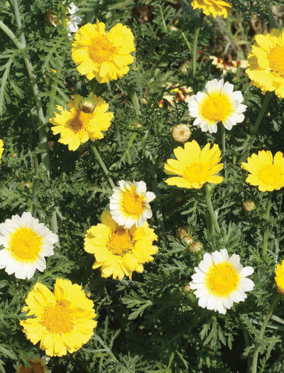 Garland Chrysanthemum seed packet