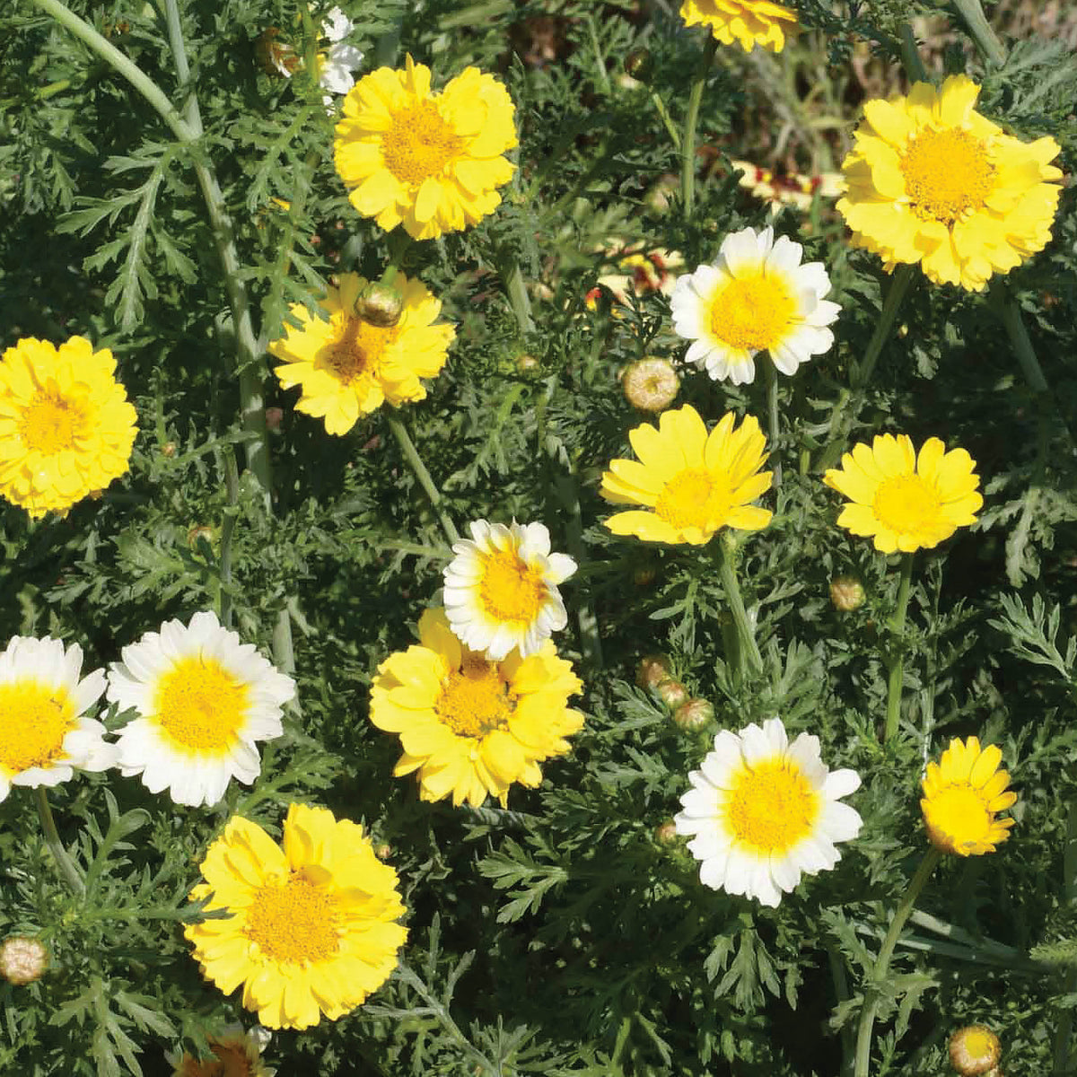 Garland Chrysanthemum seed packet