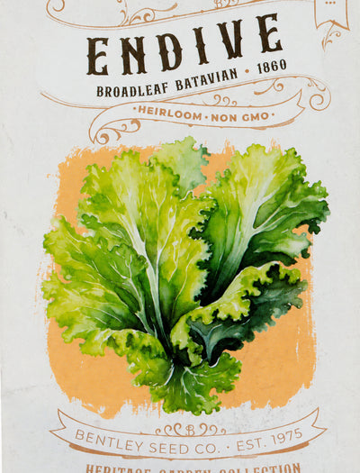 Front of heirloom Broadleaf Batavia Endive seed packet.