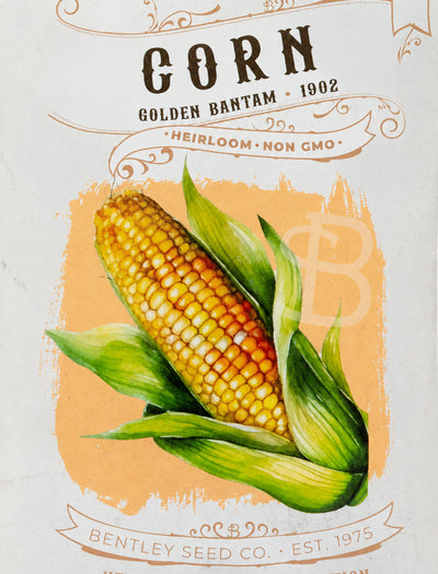 Front of heirloom Golden Bantam Corn seed packet.