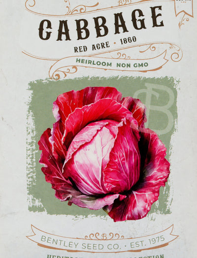 Front of heirloom Red Acre Cabbage seed packet.