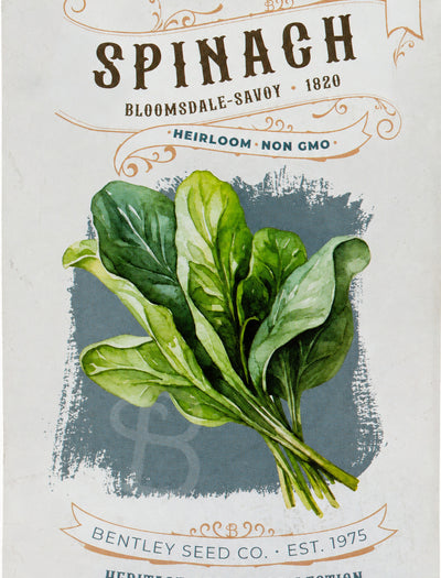 Front of heirloom Bloomsdale Savoy Spinach seed packet.