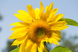Congratulations Warm Mammoth Sunflower Seed Packets - Bentley Seeds