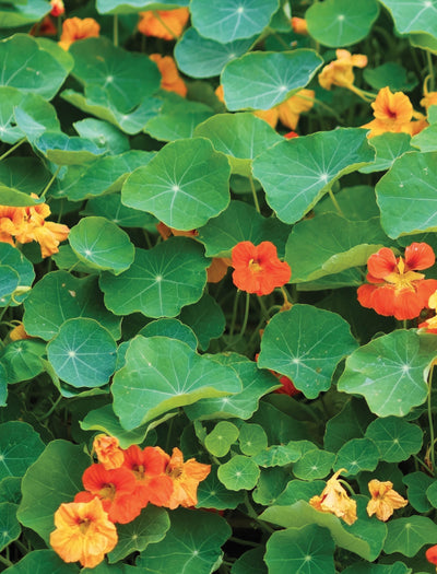 Nasturtium, Jewel Mixed Color garden seeds