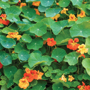Flowers Seed Packet flower seeds