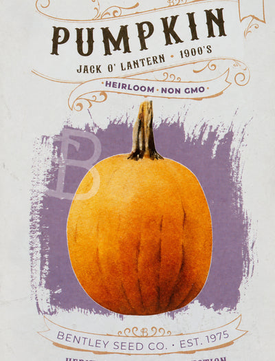Front of Jack O' Lantern pumpkin heirloom seed packet.