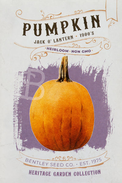 Front of Jack O' Lantern pumpkin heirloom seed packet.