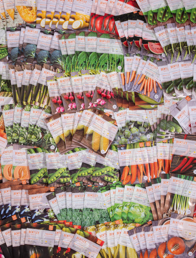 Bulk 500 Piece Assorted Southern Region Vegetable, Herb and Flower Seed Packets flower seeds