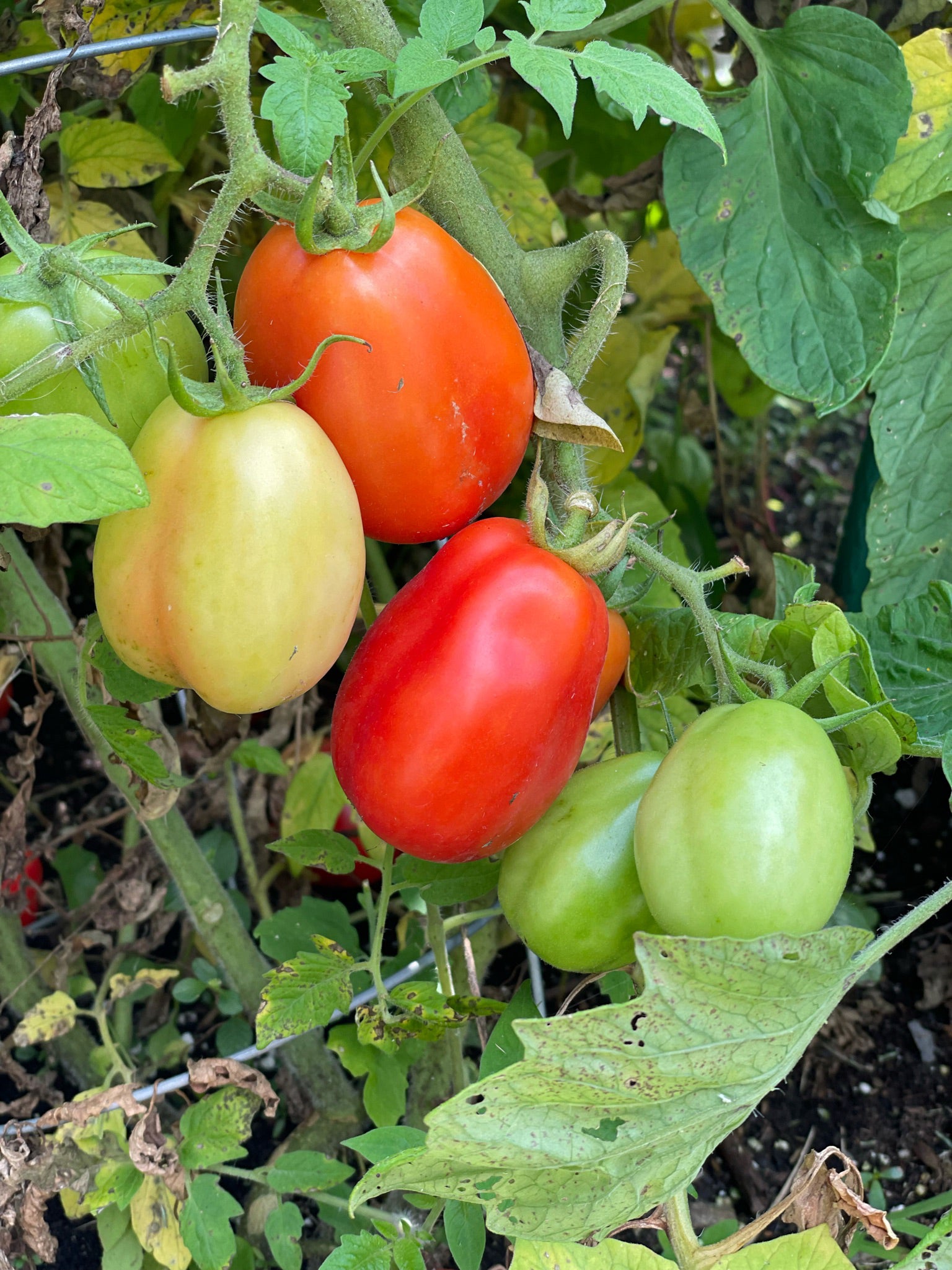 TOMATO 印刷物セット Tomato, Roma Seed Packets | Bentley Seeds