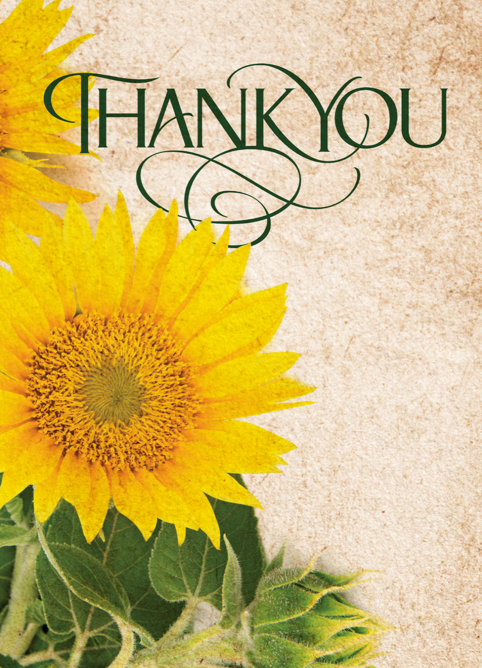 Custom Seed Packets - Thank You - Mammoth Sunflower - Bentley Seeds