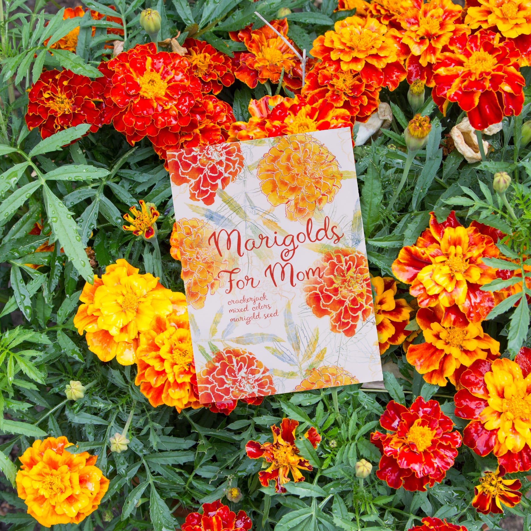 marigold.seeds Marigolds for Mom Mother's Day - Marigold Seed Packets