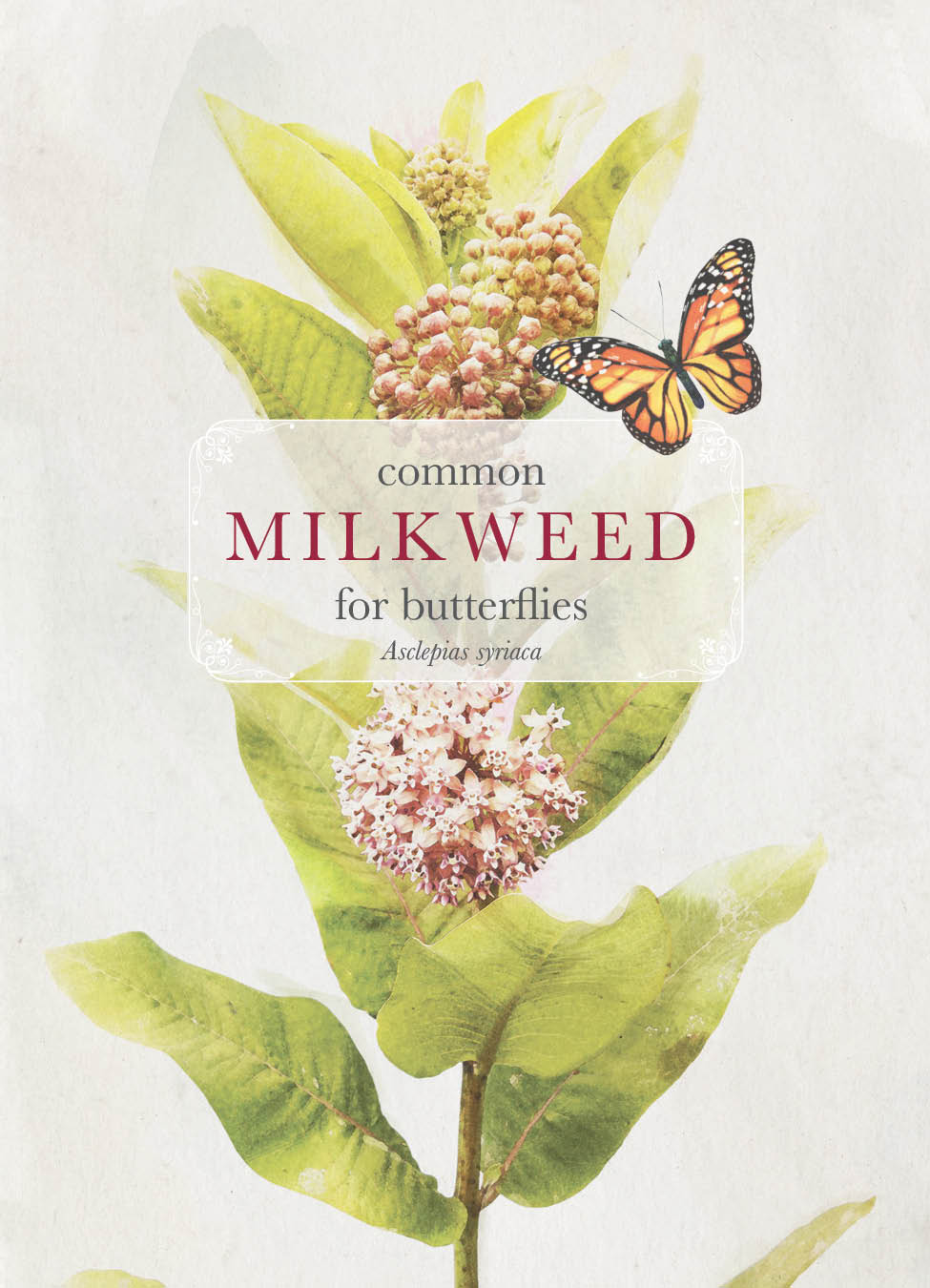 Common Milkweed for Butterflies Seed Packets - Help monarch Butterflies Bentley Seeds