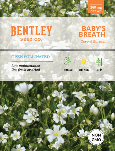 Baby's Breath Covent Garden Seed Packets garden seeds
