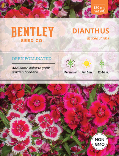 Dianthus, Mixed Colors Seed Packets flower seeds
