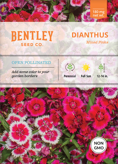 Dianthus, Mixed Colors Seed Packets flower seeds