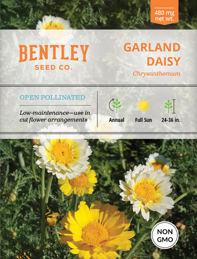 Daisy, Garland Daisy Chrysanthemum Seed Packets flower seeds