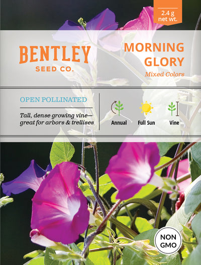 Morning Glory Seed Packets garden seeds