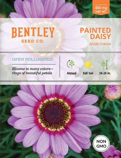 Daisy, Painted Daisy Seed Packets garden seeds