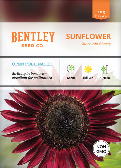 Sunflower, Chocolate Cherry Seed Packets seed packet