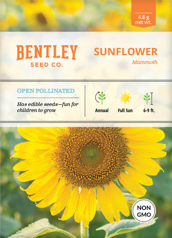 Sunflower - Mammoth Seed