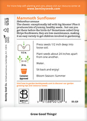 Sunflower, Mammoth Seed flower seeds