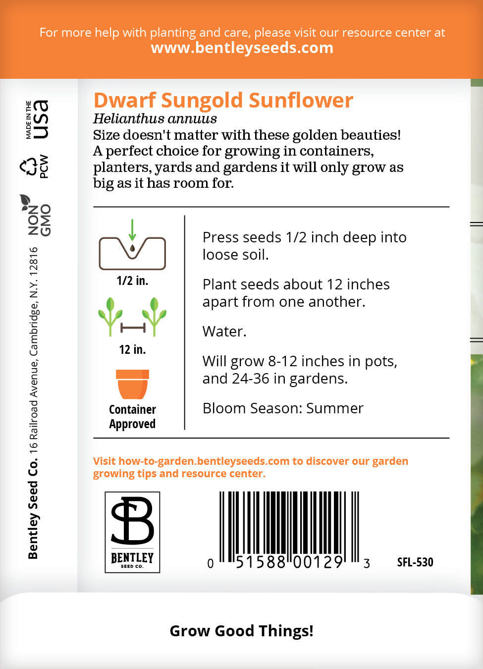 Sunflower, Dwarf Sungold Seed Packets | Bentley Seeds
