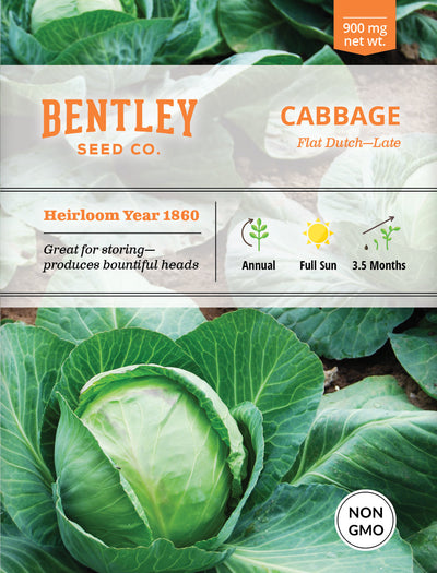 Cabbage, Late Flat Dutch Seed Packets flower seeds