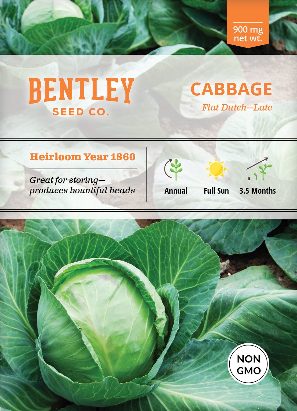 Cabbage, Late Flat Dutch Seed Packets โ Bentley Seeds