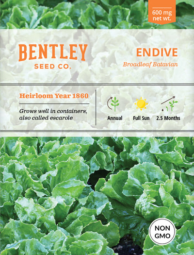 Endive, Broadleaf Batavian Seed Packets flower seeds