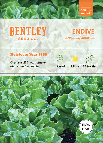 Endive, Broadleaf Batavian Seed Packets flower seeds