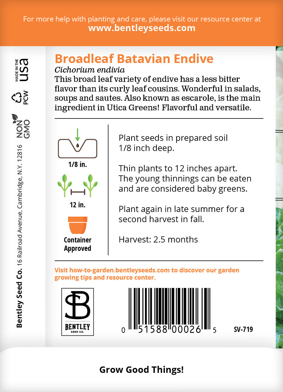 Endive, Broadleaf Batavian Seed Packets flower seeds