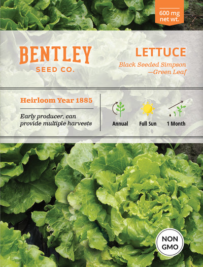 Lettuce, Simpson's Curled Seed Packets garden seeds